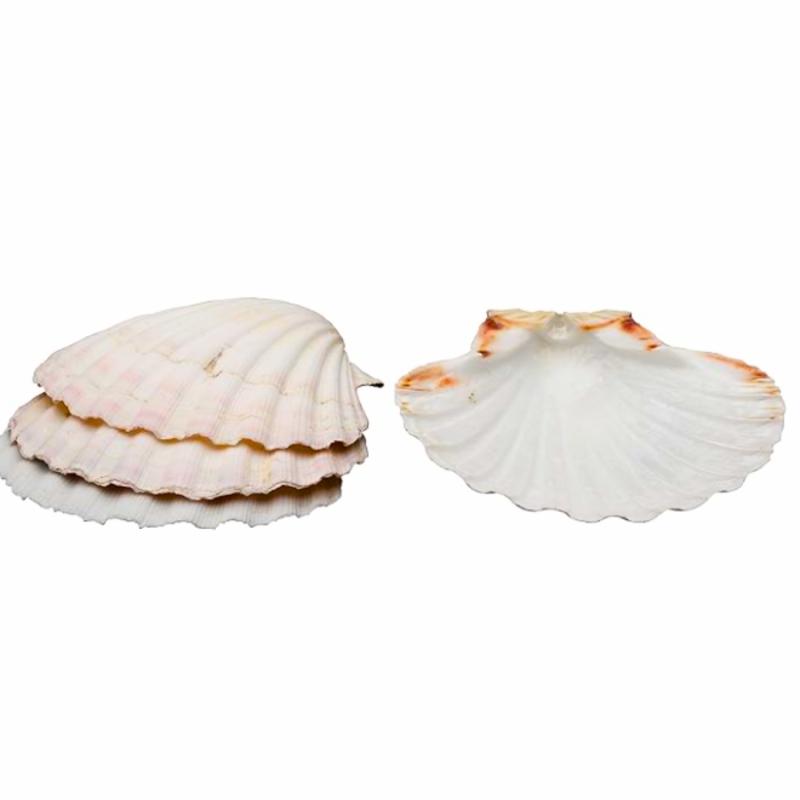 Cookware |   Natural King Scallop Baking Shells 4Pk Bakeware Bakeware