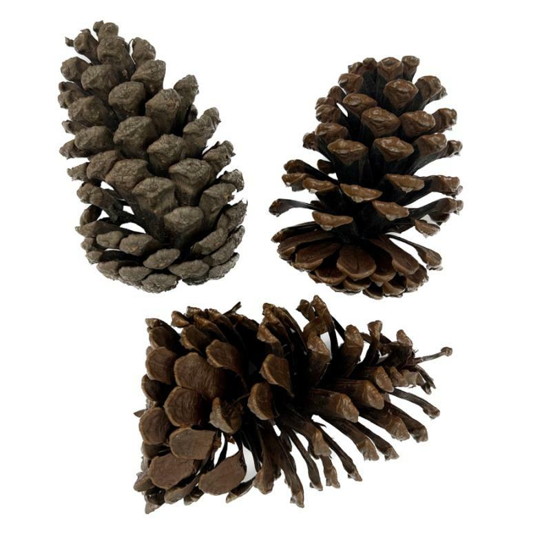 Floral Craft Supplies |   Large Pinecones – Set Of 3 Crafting Floral Craft Supplies